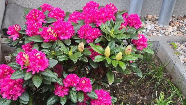 Rodhodendron / Beauty of Rodhodendron смотреть онлайн