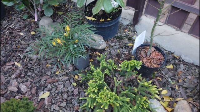 В саду экзотических растений у Никиты! смотреть онлайн