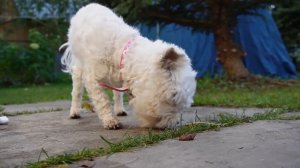 24 ЧАСА ГОВОРИМ БАБУШКЕ ТОЛЬКО ДА! 24 ЧАСА НА ДАЧЕ С КОТАМИ И СОБАКОЙ