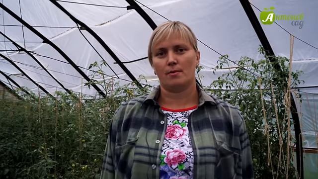 Как собрать семена томатов и перцев смотреть онлайн