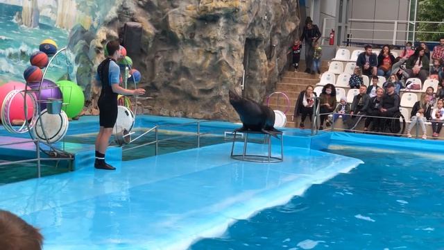 Прогулка Кати в парке, Дельфин намочил Катю, морской котик танцевал за рыбу смотреть онлайн