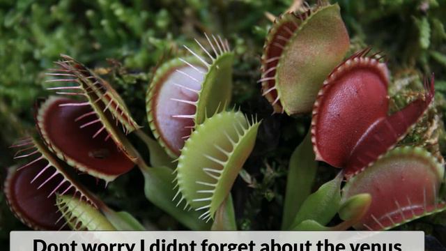 Halloween special Carnivorous plants смотреть онлайн