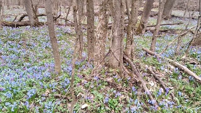 Подснежники смотреть онлайн