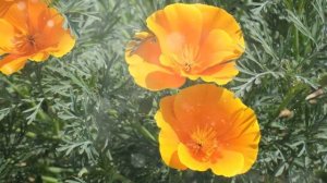 Как выращивать эшшольцию в домашних условиях