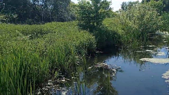 Обзор домика возле реки смотреть онлайн