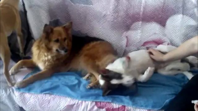 Щенок вырывался, никак не хотел умирать и боролся за свою жизнь до последнего смотреть онлайн