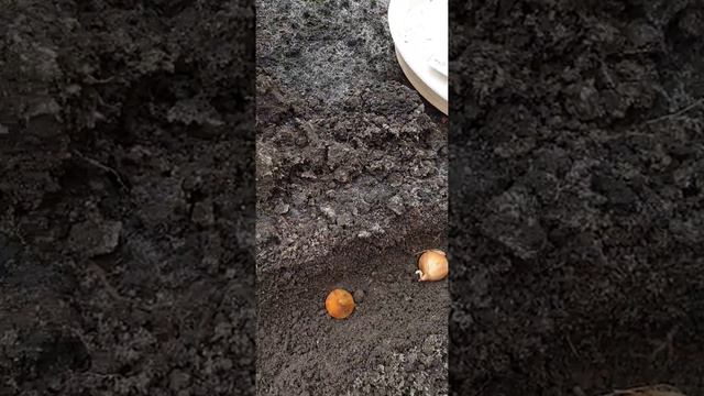 Easy tips: How to plant and grow Iris bulbs in the ground #irisbulbs #plantingbulbs #garden #plant смотреть онлайн