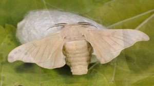 Тутовый шелкопряд