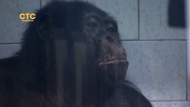 Скорлупа от кокосов и старые пледы есть? смотреть онлайн