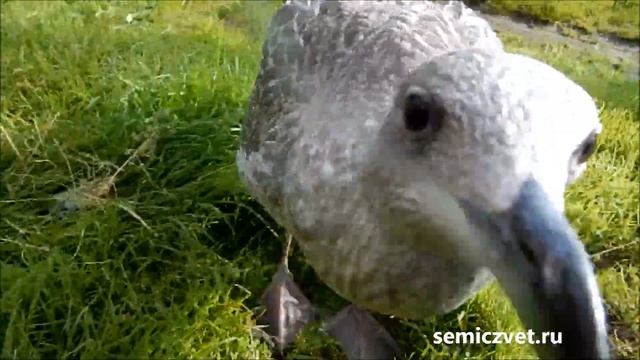 ?? #15 Птенец и видеокамера. Птенец морской чайки вернулся смотреть онлайн