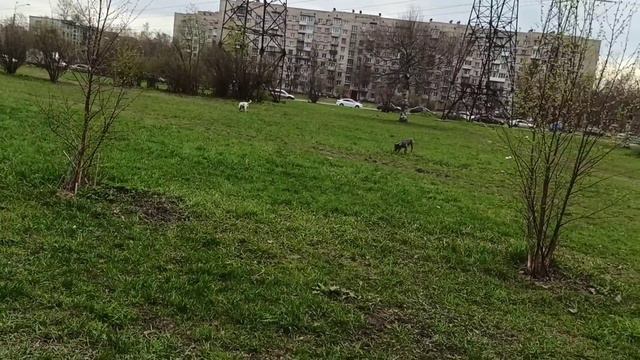 когда питбули играют со своими людьми в свои игрушки царит мир и хозяева могут спокойно болтать смотреть онлайн