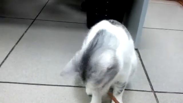 Любимые лакомства Муси в зоомагазине Динозаврик Коньково смотреть онлайн