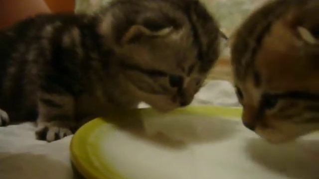 Очаровательные вислоухие котята