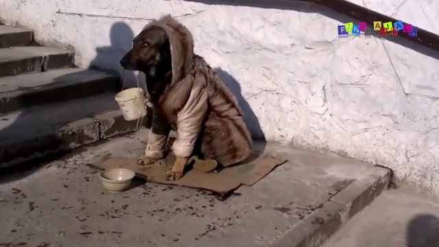 Приколы про собак. Собака просит милостыню. смотреть онлайн