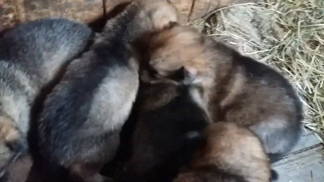 щенки волкособы. волчица + маламут смотреть онлайн