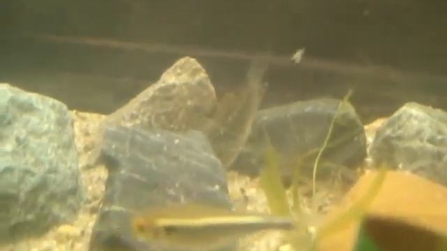 Принцесса Бурунди. Neolamprologus brichardi 1. смотреть онлайн