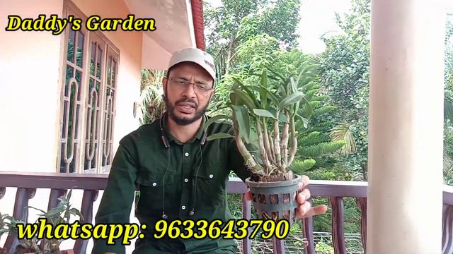 Introduction to Den.Hibiki orchids plants and sales... pls contact through whatsapp: 963364379 смотреть онлайн