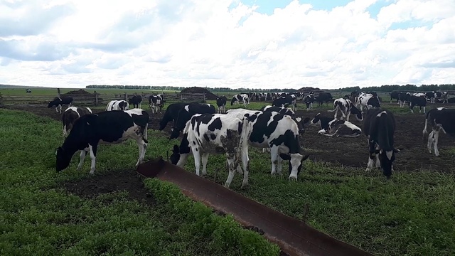 Сколько могут стоить эти товарные телки молочного направления... +79656176005 WhatsApp пишите. смотреть онлайн