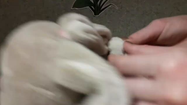 Крутые причёски для Заек Ми смотреть онлайн