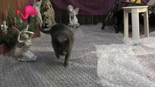 Кошки лопают пузырики смотреть онлайн