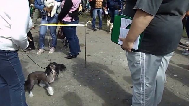 из ринга..пусть вторые. но хвост трубой! смотреть онлайн