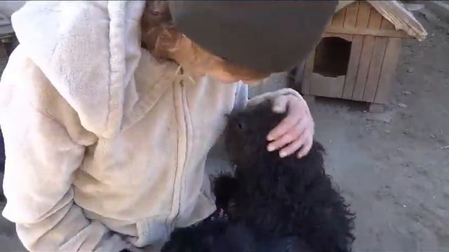 Molli liebt Bogi. Mit etwas Geduld und Liebe wird Molli schnell vertrauen und auftauen! смотреть онлайн