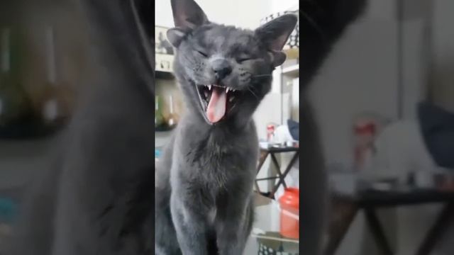 Домашние животные и МЫ. смотреть онлайн