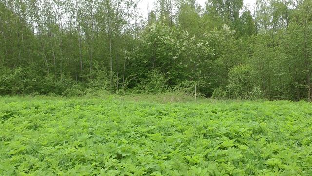 Голоса разных птиц. Карелия. смотреть онлайн