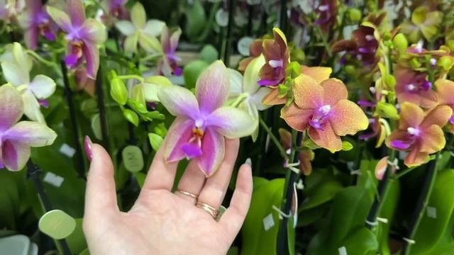 ? ПРОДАЖА ОРХИДЕЙ 12.10.23 Бронзовый Будда, Лиодоро, Спаркс (Искры) Биг Липы, Бабочки Купить орхиде смотреть онлайн