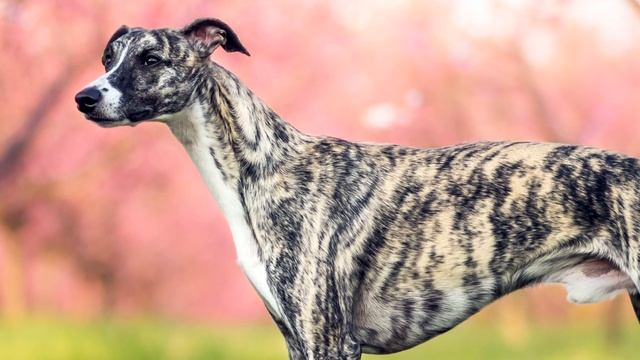 ► Whippet Breed [2020] Temperament & Training смотреть онлайн