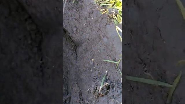 Сравнение катушек на Минелаб ванквиш 540