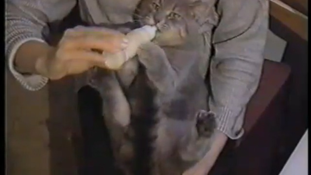 Самые смешные котяры смотреть онлайн