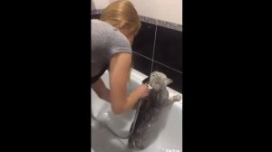 кот в ванной говорит нормально