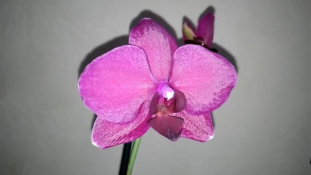 ОРХИДЕИ из ЛЕРУА: Мультифлора. Фаленопсис благородного цвета (04.12.18). смотреть онлайн