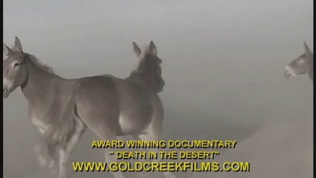 Death in the Desert 1 смотреть онлайн