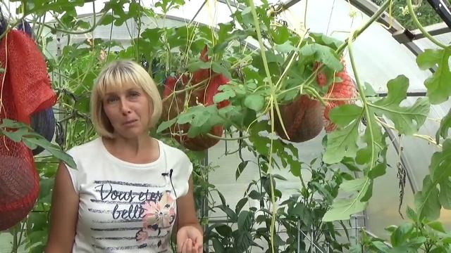 Ошибки при вертикальной подвязке арбузов смотреть онлайн