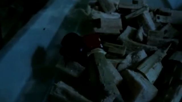 Oryctes Rhinoceros Beetle flying смотреть онлайн