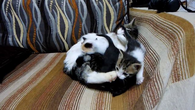 Four Beautiful Kittens nursing смотреть онлайн