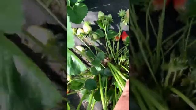 Клубника Санандрес ремонтантный сорт смотреть онлайн