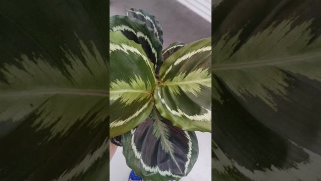 Интернет-магазин Цветы Цветы. Завоз май- июнь 2017 смотрите на нашей странице на фейсбуке https://w смотреть онлайн