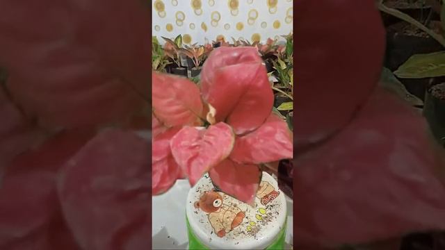 🔴 Aglonema Cantik Dan Murah смотреть онлайн