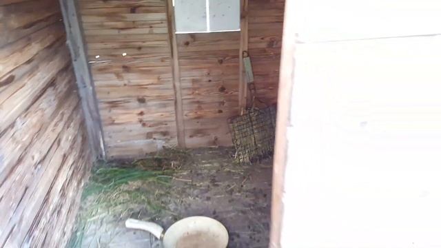 Купили Кроликов «Кролики» Моя Дача""Германия смотреть онлайн