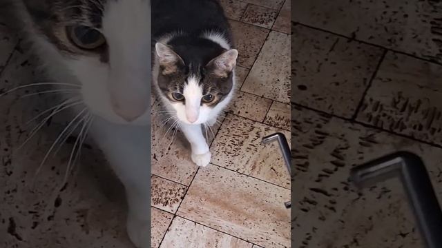 #кремсуп из тыквы