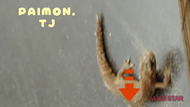 Мудрые слова ящерица Дракон (калтакелас) смотреть онлайн