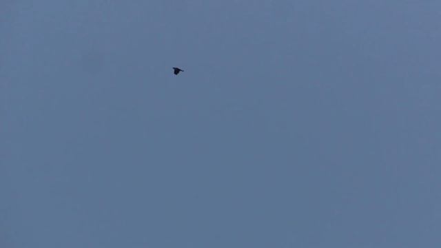 №4551  15 01 2024 Голос и полет ворона