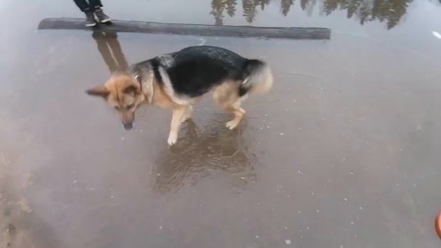 Зимний влог|прогулка с собакой!!! 😁🐕❄️| смотреть онлайн