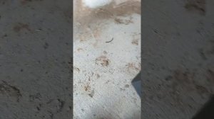 Ротационный лазерный нивелир HILTI. PR30-HVS