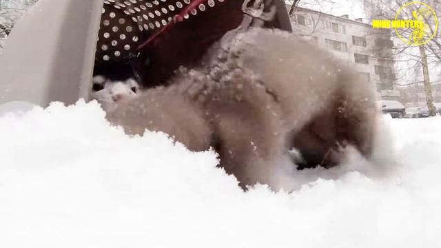 ОТВЕТЫ на вопросы | Где взять, сколько стоит | Зимняя прогулка. смотреть онлайн