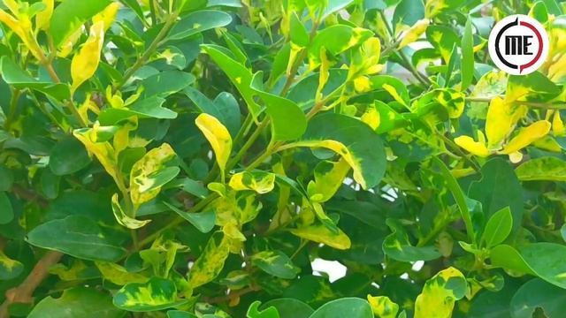 Oppo X 2021 Camera Test | Oppo X 2021 Camera Zoom Test смотреть онлайн