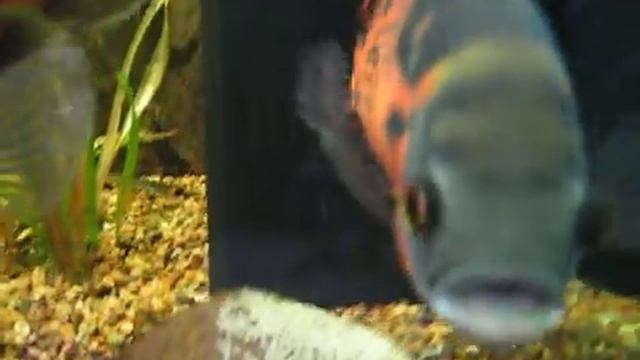 Аквариум с большими американскими цихлидами смотреть онлайн